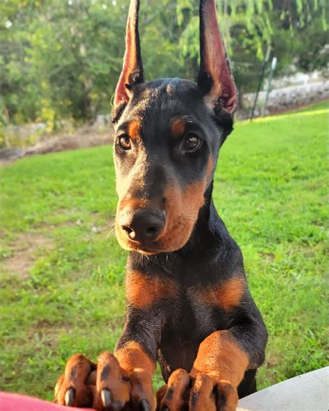 doberman kennels in florida